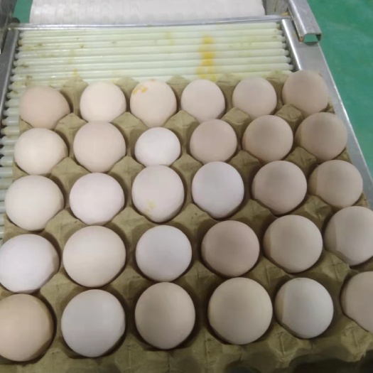 漳州白壳蛋 新鲜次品蛋，脏蛋，裂纹蛋，混合蛋液，蛋清，蛋黄，蛋壳，量大从