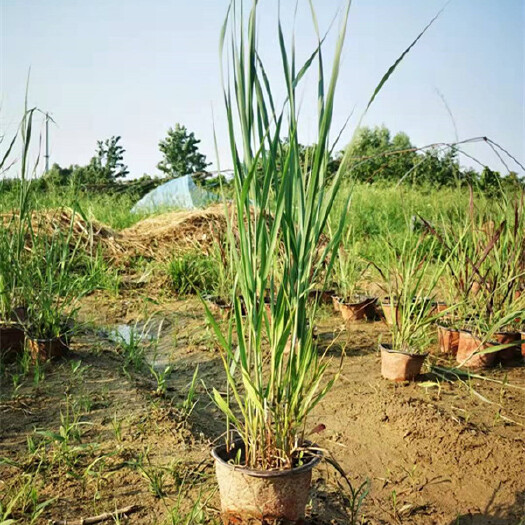  山东观赏草产地-柳枝稷盆栽工程苗