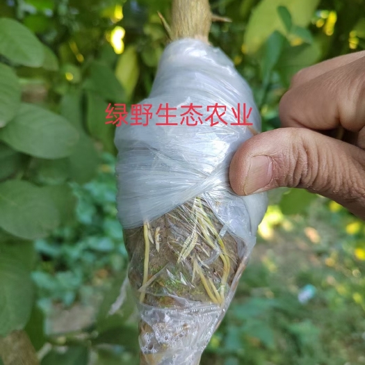 藤县 广东四季香水柠檬苗 奶茶店专用