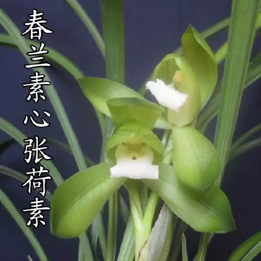 春兰浓香荷瓣素花张荷素又名大吉祥素现带花苞室内阳台花卉兰花