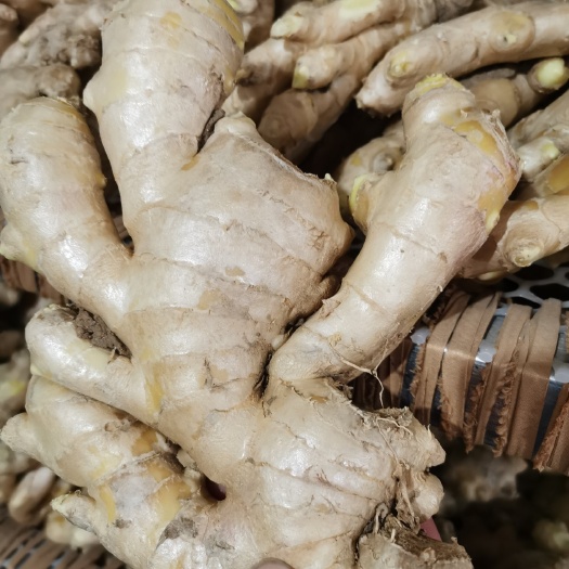 行唐县大黄姜 水洗风干大姜上市，一手货源批发价格，量大从优