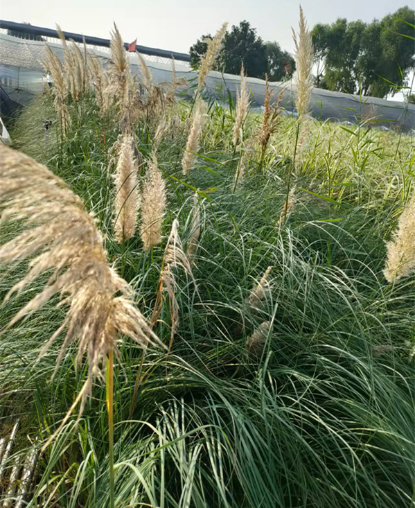 湿地绿化蒲苇小苗价格 批发蒲苇基地 物美价廉