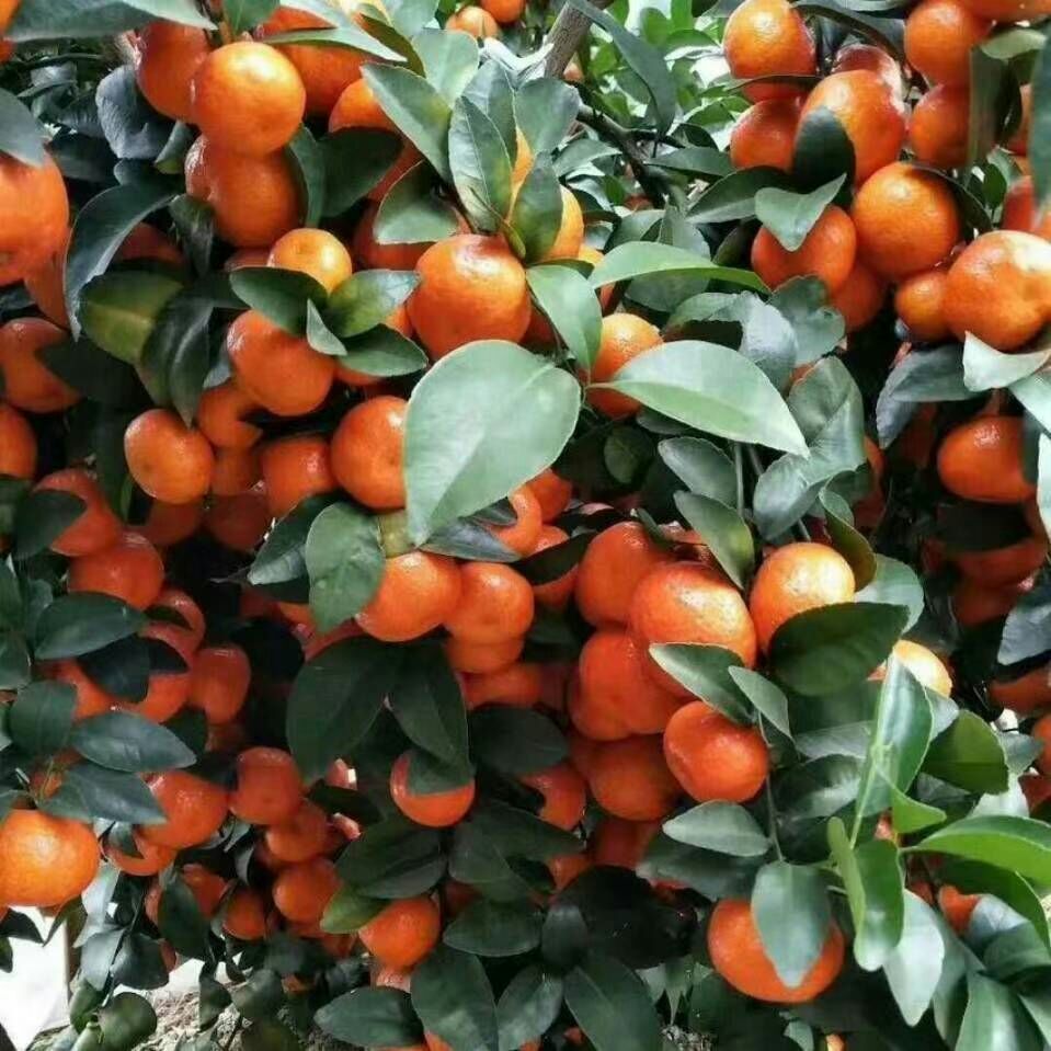正宗广西沙糖桔清甜爽口，无子，欢迎各地老板采购，