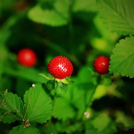 沭阳县蛇梅种子 野生草莓多年生园林地被植物草坪点缀 庭院盆栽花卉