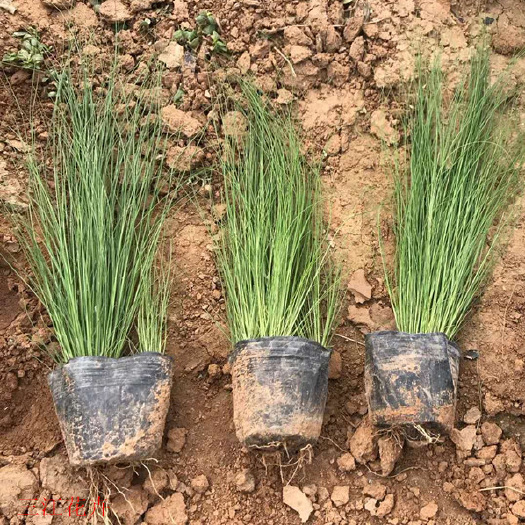 青州市 细叶针芒小苗 墨西哥羽毛草 耐寒耐旱花卉 多年生草本