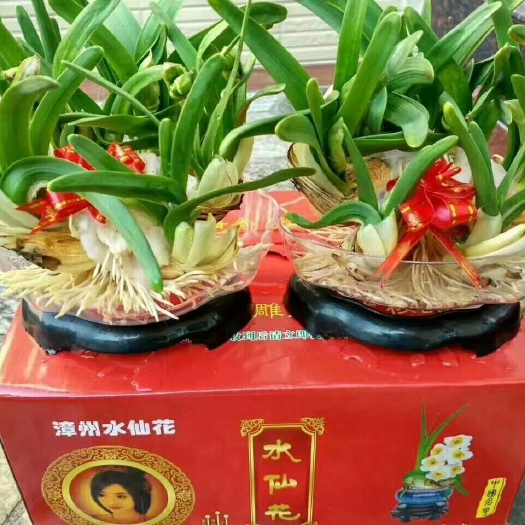 漳州漳州水仙 水仙花迎春飘香绿绿叶子洁白花