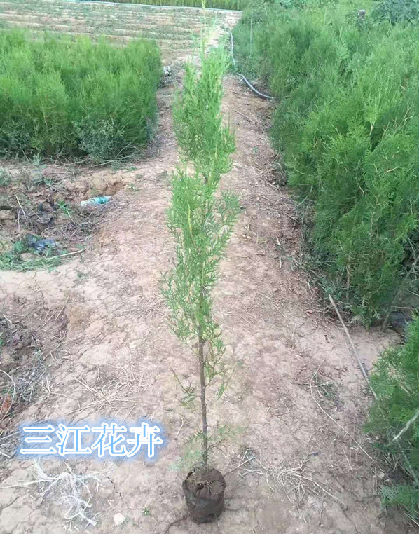 侧柏小苗种植基地 山东侧柏供应商