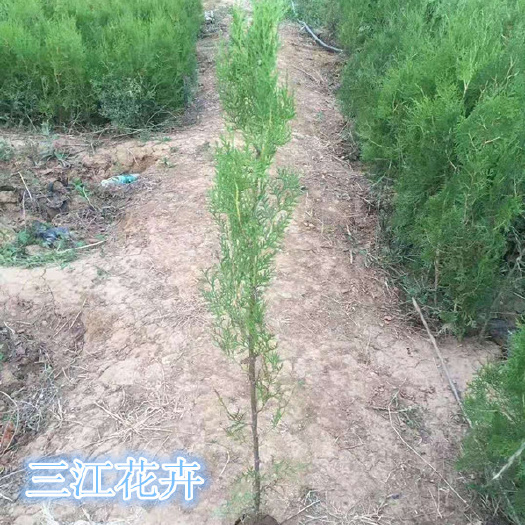 青州市侧柏小苗种植基地 山东侧柏供应商