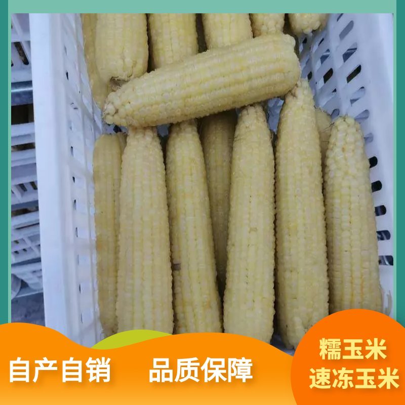 依安县速冻糯玉米，鲜食玉米真空独立包装，速冻勾勾黄