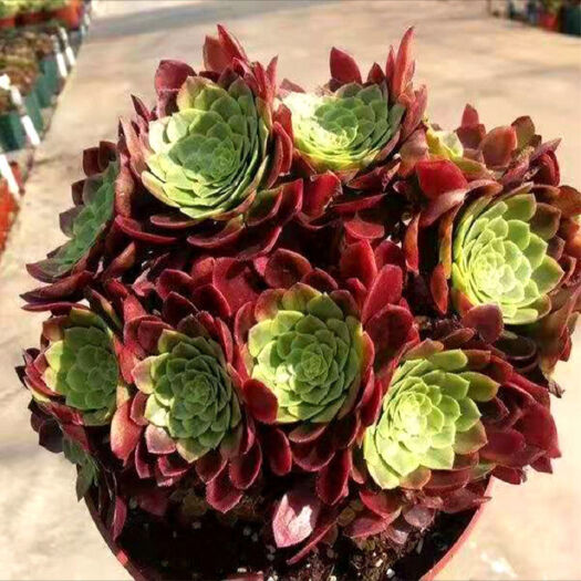 单县多肉法师  多肉植物法师  嘉年华  锦