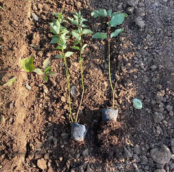 红瑞木种植基地 地栽红瑞木 红瑞木杯苗