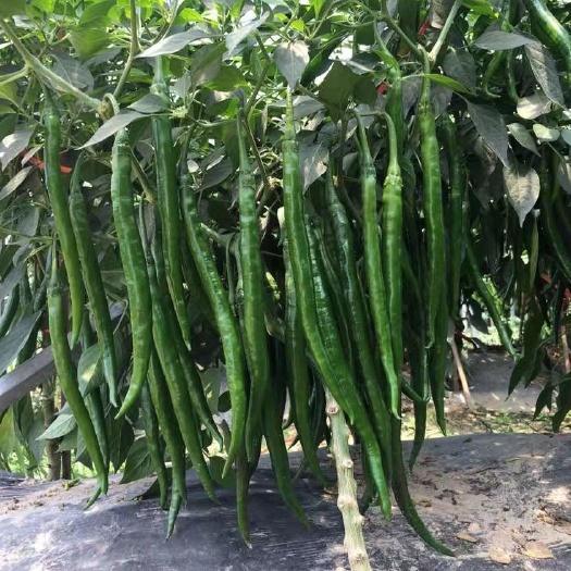 夏邑县海澜99加长青条线椒种子，墨绿色，椒长33公分，抗病高产