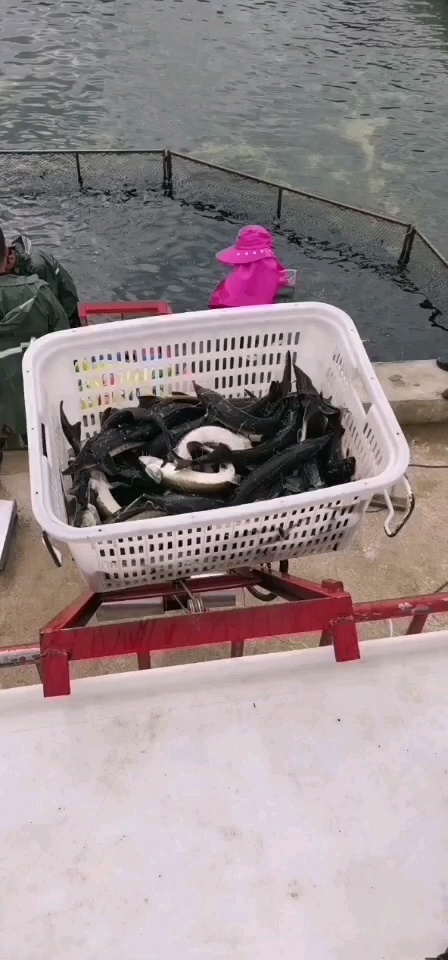 鲟鱼、标鱼，巨物，商品都有货