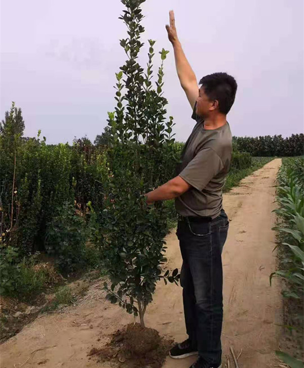  基地出售北海道黄杨 形好叶绿 景观树 篱笆苗 货源充足