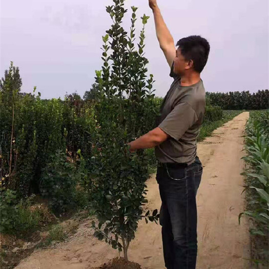 青州市 基地出售北海道黄杨 形好叶绿 景观树 篱笆苗 货源充足