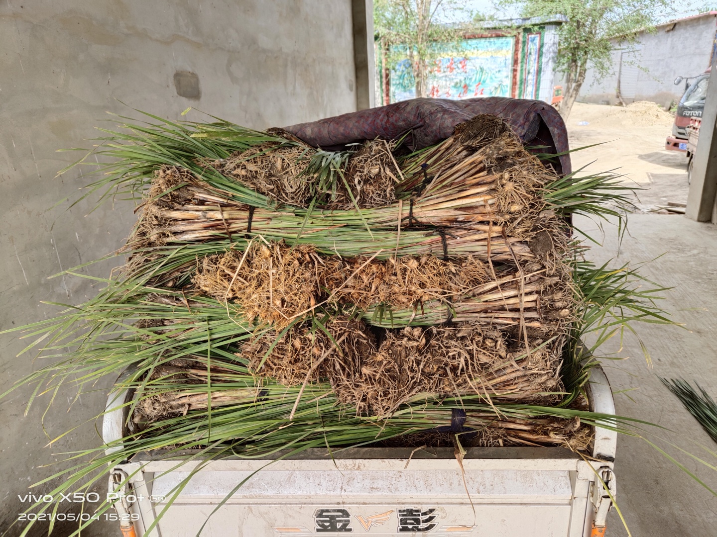 挺水植物香蒲苗 水烛 蒲草 菖蒲 蒲黄棒池塘湿地公园水生植物