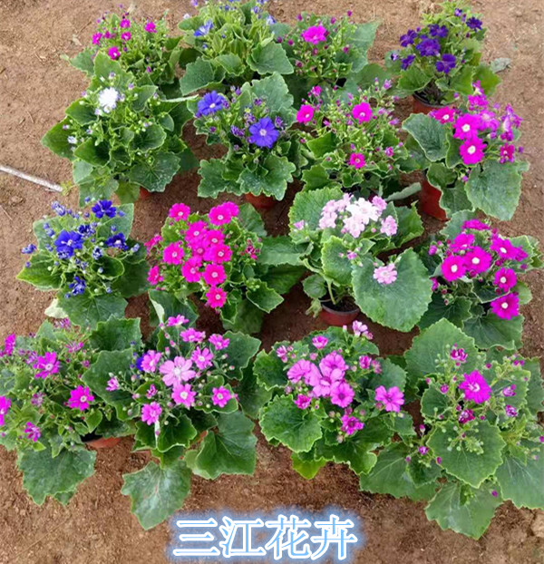 瓜叶菊盆栽 青州瓜叶菊基地供应  草本瓜叶菊 盆栽瓜叶菊