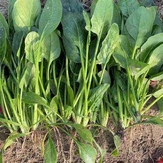 商丘大叶菠菜 菠菜