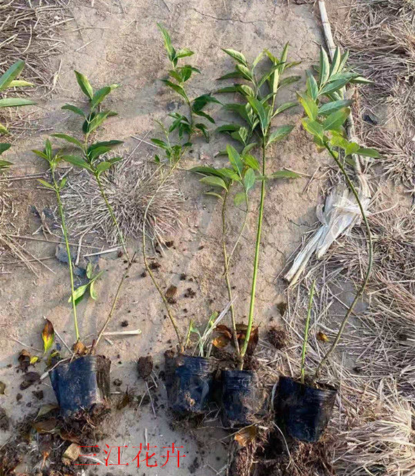 金边假连翘 基地批发工程绿化苗连翘 行道绿化连翘小苗