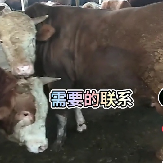 梁山县西门塔尔牛 活牛出售