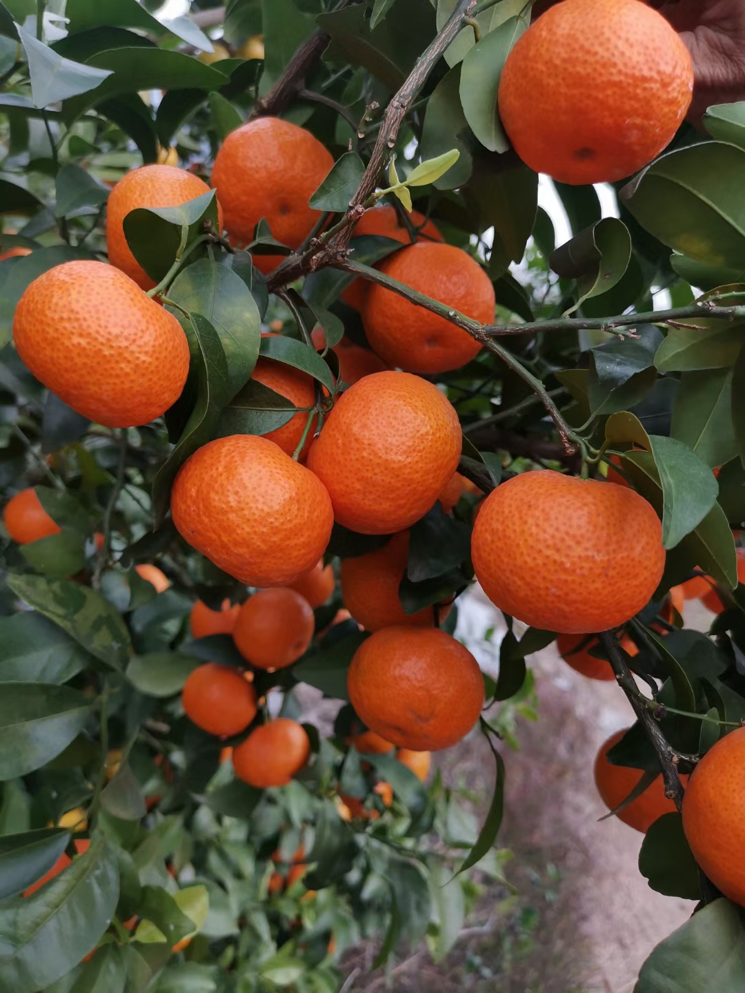 正宗广西沙糖桔清甜爽口，无子，欢迎各地老板采购，