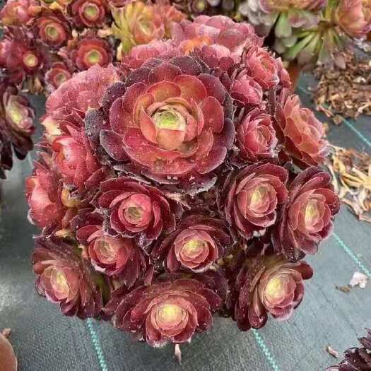 单县多肉法师  多肉植物法师      黄中斑法师    欢迎新
