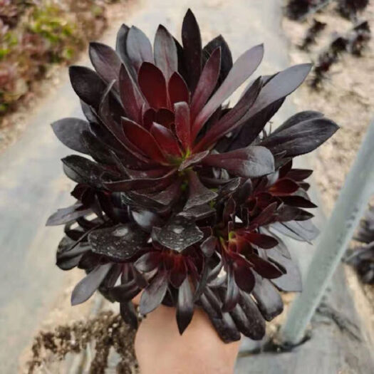 单县多肉法师  多肉植物法师  黑红 铜壶