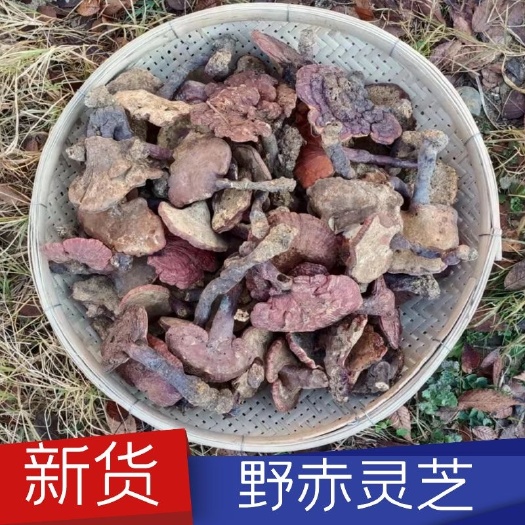 谷城县神农架非种植灵芝 新货赤灵芝保证质量