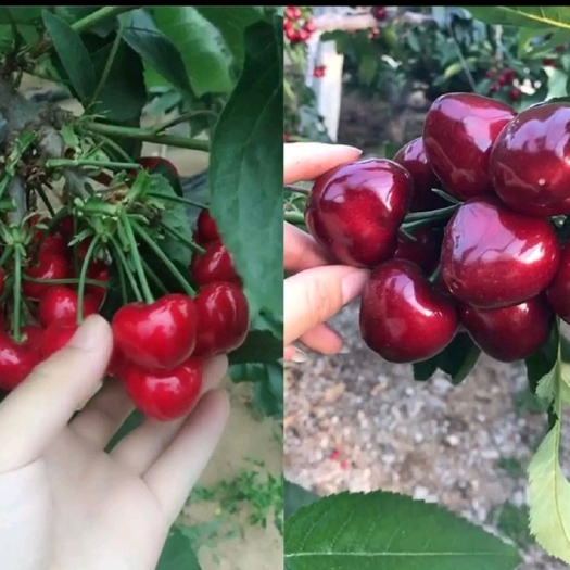 绛县齐早樱桃苗 樱桃树苗 美早樱桃苗 美早樱桃树苗 俄罗斯八号樱桃树苗
