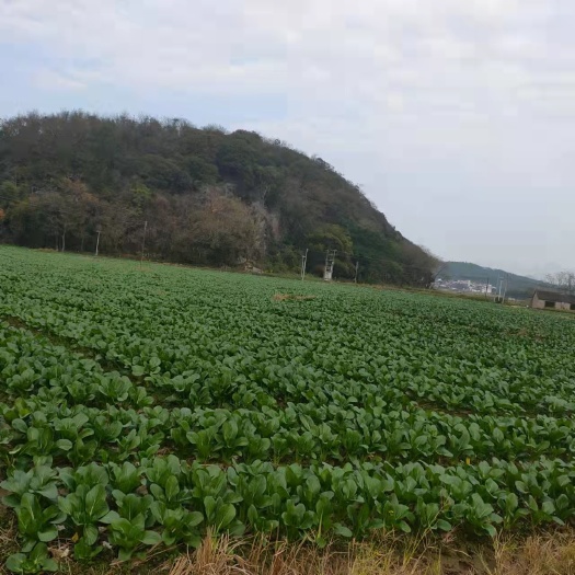 阳山县甜菜心，尖叶菜心