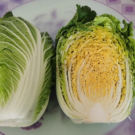 盐城黄心大白菜 黄心白菜