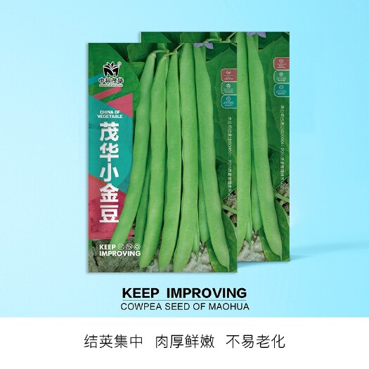 四季豆种子 茂华小金豆四季芸豆角种子，