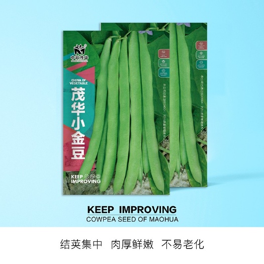夏邑县四季豆种子 茂华小金豆四季芸豆角种子，