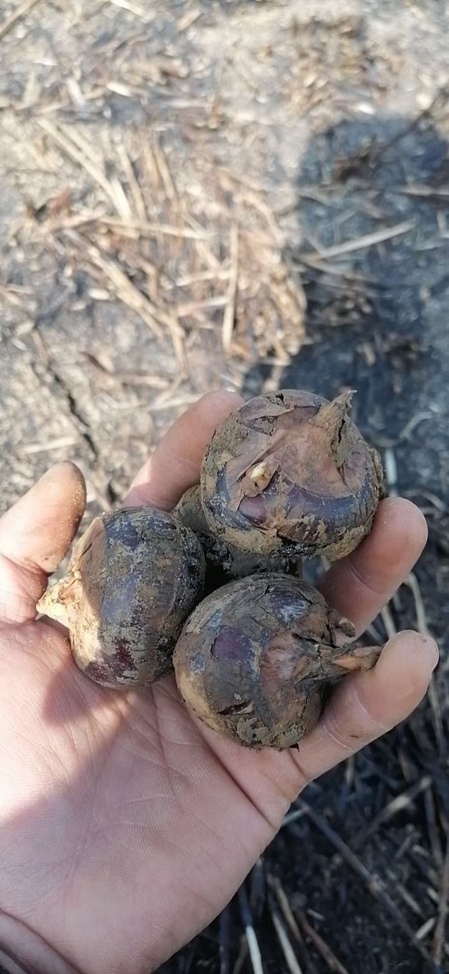 廣西桂林荔浦馬蹄
