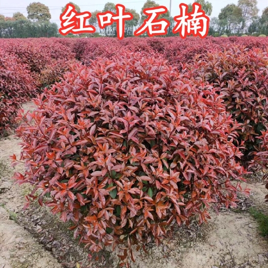 沭阳县 红叶石楠球 红叶石楠树  红叶石楠柱 基地直销
