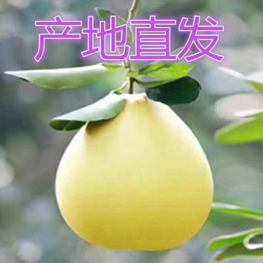 平和县爆汁葡萄柚