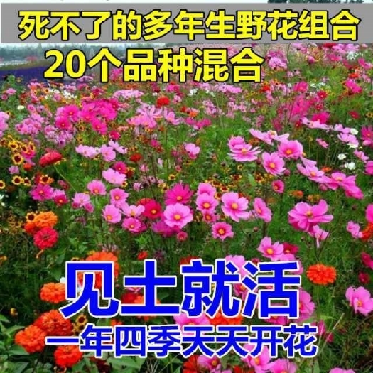 沭阳县 耐寒花种多年生野花组合种子四季开花不断花籽庭院易种活室外花子