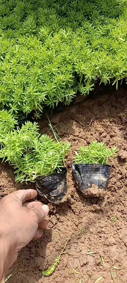 青州市金叶佛甲草