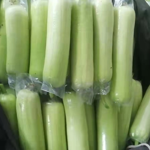 徐闻县肉丝瓜 白玉丝瓜长年供应商