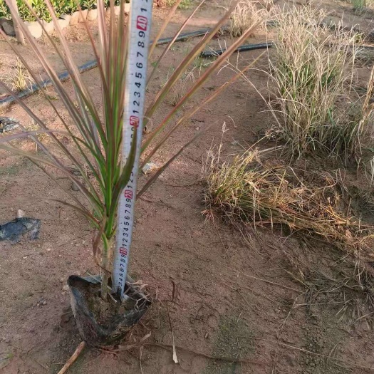 东莞市千年木  七彩马尾铁