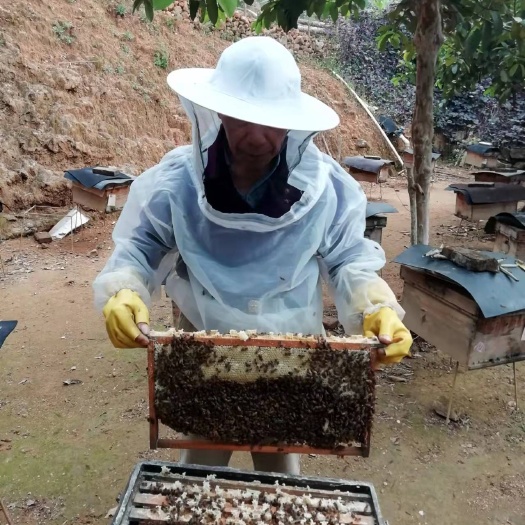 高州市鸭脚木蜜 高州特产，鸭脚木冬蜜（封盖蜜）