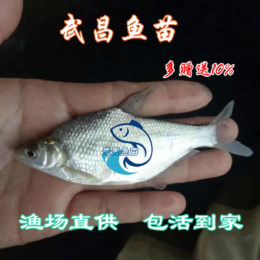 武昌鱼苗|三角鲂苗|鳊鱼苗|团头鲂苗|广州渔场直销