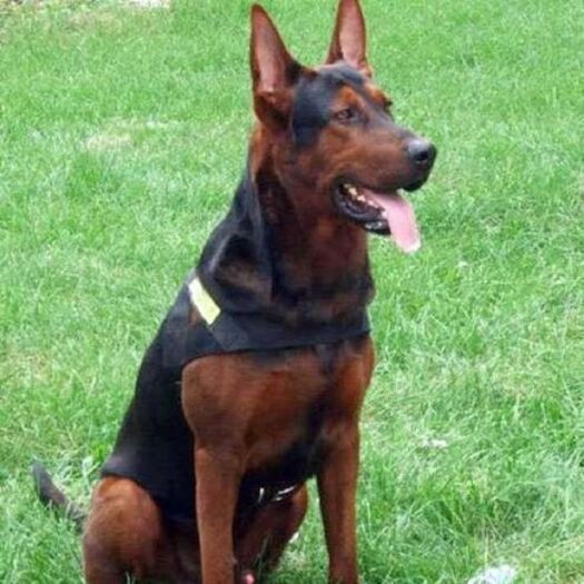 沛县莱州红犬幼犬纯种犬活体猎犬大骨架中国红犬大型看家狗