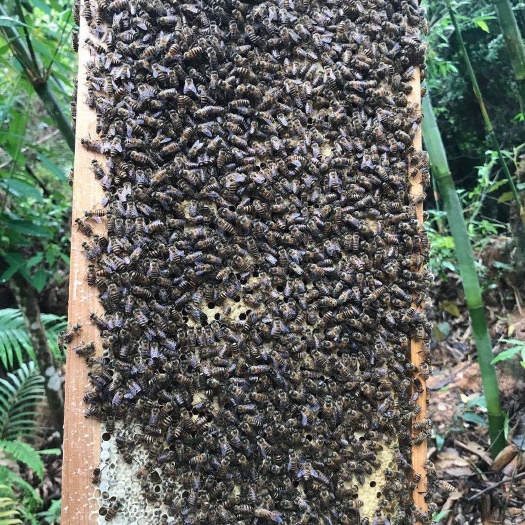 福州黑蜂   活的蜜蜂群带蜂王一起出售，包邮到家