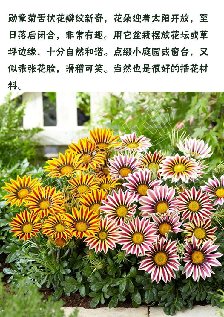 菊花種子  勛章菊種子四季花種非洲太陽花菊花陽臺(tái)庭院盆栽花籽