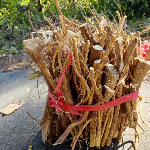 广州五指毛桃    黄毛榕桃根鲜货煲汤，泡酒必备，即挖即发