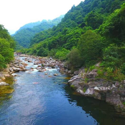咸阳党参花蜜 秦岭土蜂蜜，采蜜于药花中，无污染口感略苦，浓度高