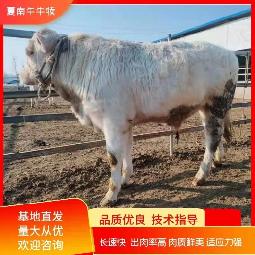 泌阳县夏南牛 300-500斤 公母混合 牛犊 4-5月龄精品优质