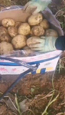 宁城县 产地直供大量土豆，无虫眼，干净，皮毛光，个头匀，形状正