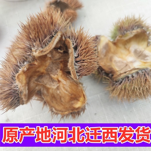 板栗壳 中药材带刺板栗球栗刺壳风栗壳板栗刺栗子刺壳栗刺球淋巴